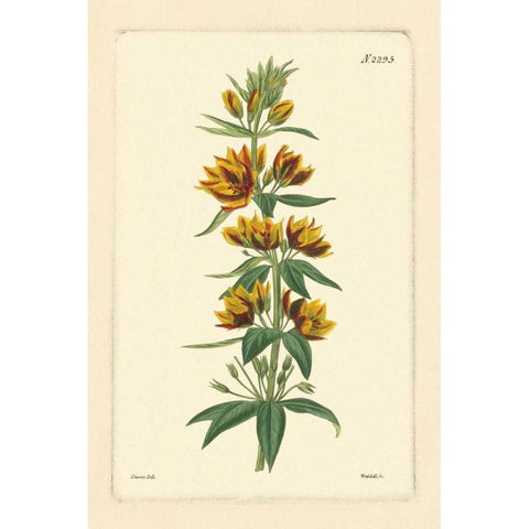 Yellow Curtis Botanical IV Gold Ornate Wood Framed Art Print with Double Matting by Vision Studio