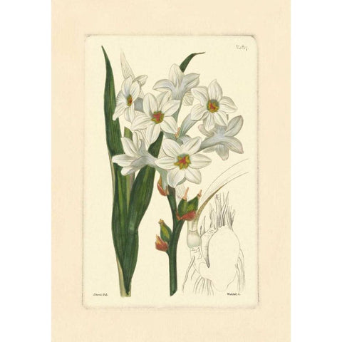 White Curtis Botanical I White Modern Wood Framed Art Print by Vision Studio