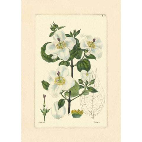 White Curtis Botanical III Gold Ornate Wood Framed Art Print with Double Matting by Vision Studio