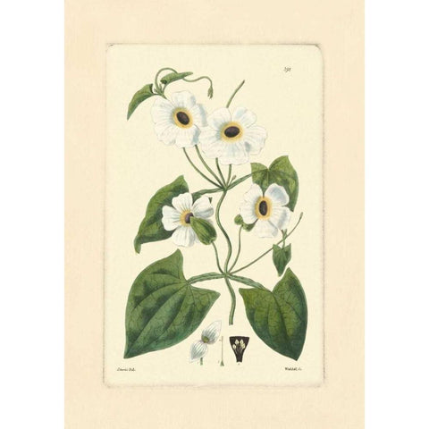 White Curtis Botanical IV White Modern Wood Framed Art Print by Vision Studio