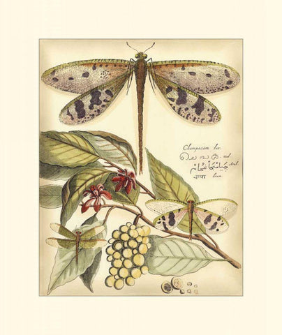 Whimsical Dragonflies I White Modern Wood Framed Art Print with Double Matting by Vision Studio