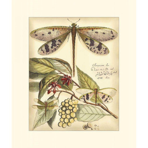 Whimsical Dragonflies I Black Modern Wood Framed Art Print with Double Matting by Vision Studio