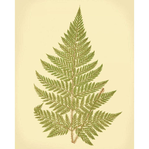 Lowes Fern I White Modern Wood Framed Art Print by Lowe, E.J.