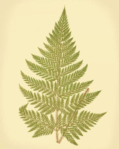 Lowes Fern I White Modern Wood Framed Art Print with Double Matting by Lowe, E.J.