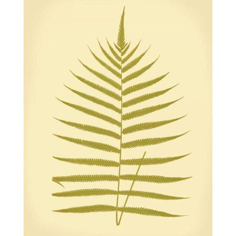Lowes Fern IV Black Modern Wood Framed Art Print with Double Matting by Lowe, E.J.