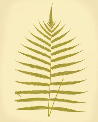 Lowes Fern IV White Modern Wood Framed Art Print with Double Matting by Lowe, E.J.