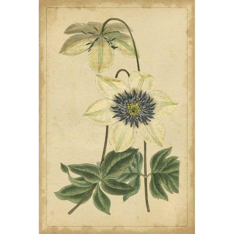 Curtis Blooms in White I Gold Ornate Wood Framed Art Print with Double Matting by Unknown
