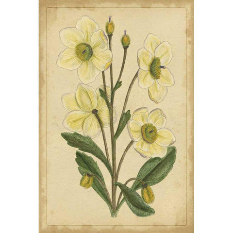 Curtis Blooms in White II Black Modern Wood Framed Art Print with Double Matting by Unknown