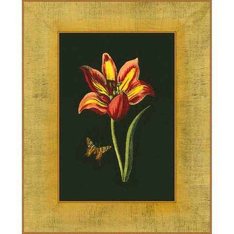 Tulip in Frame I Gold Ornate Wood Framed Art Print with Double Matting by Unknown