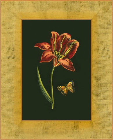 Tulip in Frame II Black Ornate Wood Framed Art Print with Double Matting by Unknown