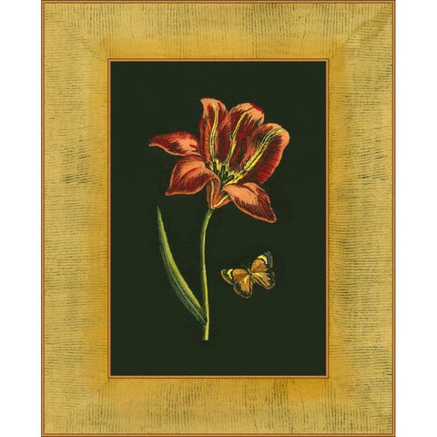 Tulip in Frame II Black Modern Wood Framed Art Print by Unknown