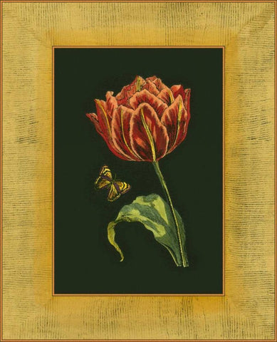 Tulip in Frame III Black Ornate Wood Framed Art Print with Double Matting by Unknown