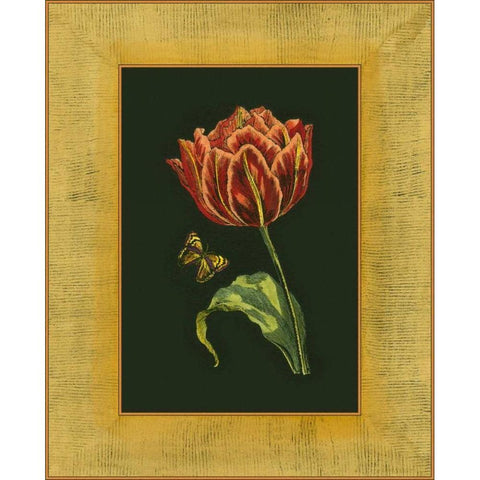 Tulip in Frame III Black Modern Wood Framed Art Print by Unknown