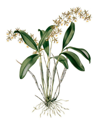 Orchids I Black Ornate Wood Framed Art Print with Double Matting by Drake