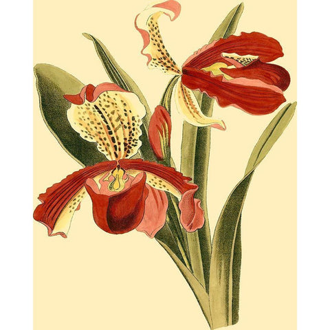 Mini Orchid Splendor I White Modern Wood Framed Art Print by Vision Studio