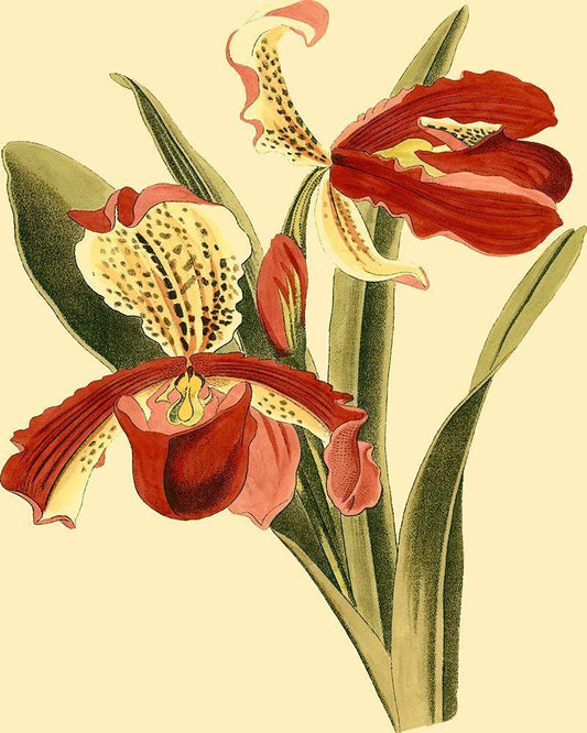 Image Only
