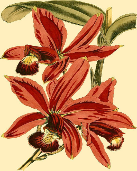 Image Only