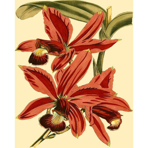 Mini Orchid Splendor II Black Modern Wood Framed Art Print with Double Matting by Vision Studio