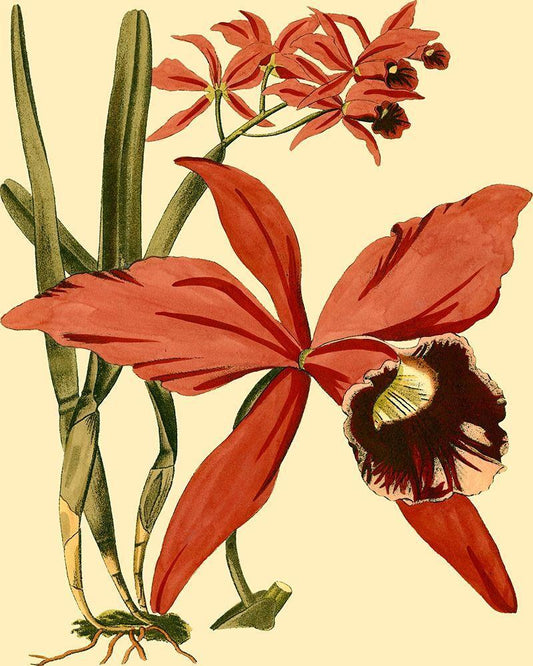 Image Only