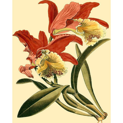 Mini Orchid Splendor IV Gold Ornate Wood Framed Art Print with Double Matting by Vision Studio