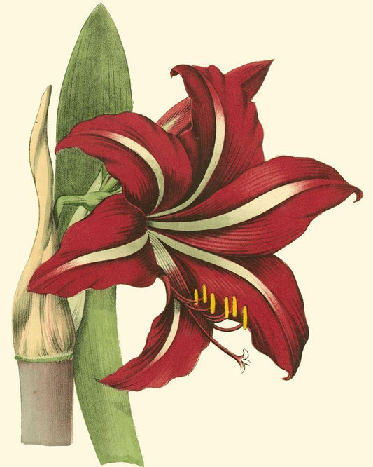 Image Only