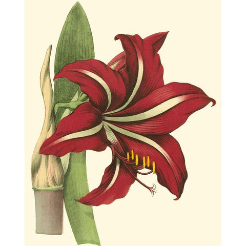 Amaryllis I Gold Ornate Wood Framed Art Print with Double Matting by Hogg