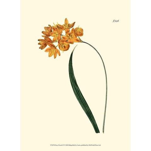 Fiery Florals IV White Modern Wood Framed Art Print by Curtis