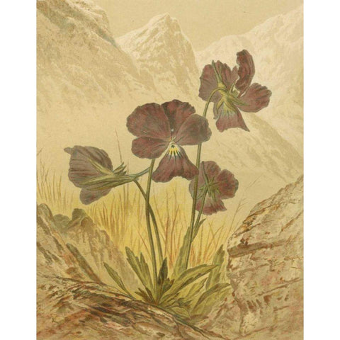 Alpine Florals I Black Modern Wood Framed Art Print with Double Matting by Vision Studio