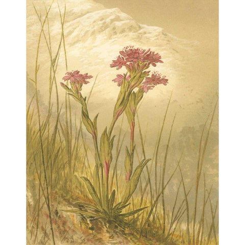 Alpine Florals II Black Modern Wood Framed Art Print with Double Matting by Vision Studio