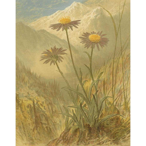 Alpine Florals III Black Modern Wood Framed Art Print with Double Matting by Vision Studio