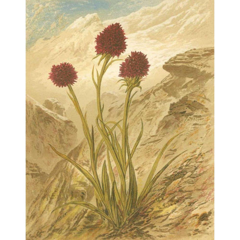 Alpine Florals IV Gold Ornate Wood Framed Art Print with Double Matting by Vision Studio