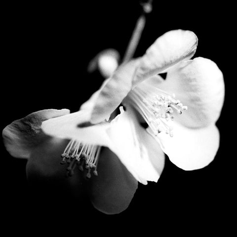 Quince Blossoms I White Modern Wood Framed Art Print by Stramel, Renee W.