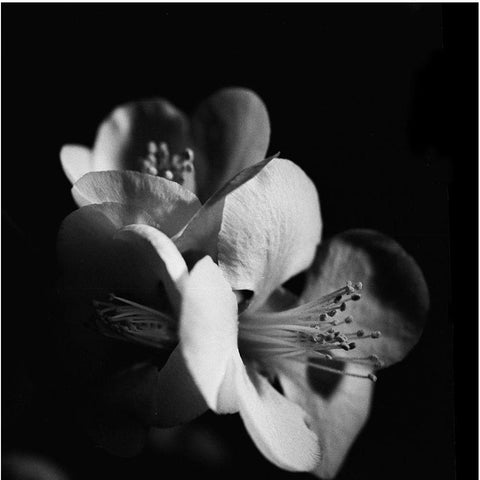 Quince Blossoms III Black Modern Wood Framed Art Print by Stramel, Renee W.