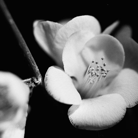 Quince Blossoms V Black Modern Wood Framed Art Print with Double Matting by Stramel, Renee W.
