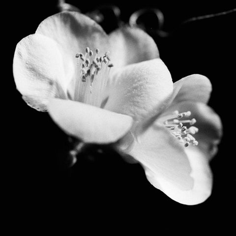 Quince Blossoms VI Black Ornate Wood Framed Art Print with Double Matting by Stramel, Renee W.