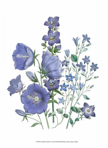 Loudon Florals II White Modern Wood Framed Art Print with Double Matting by Loudon, Jane