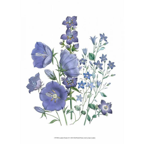 Loudon Florals II Black Modern Wood Framed Art Print by Loudon, Jane