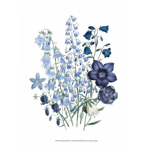 Loudon Florals IV Black Modern Wood Framed Art Print by Loudon, Jane