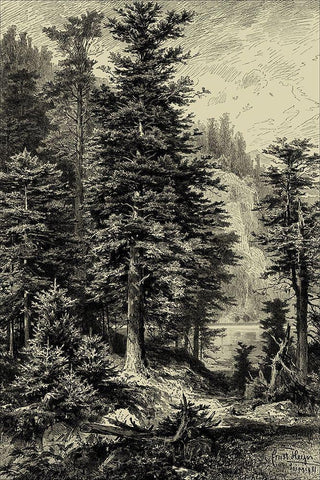 Noble Fir Black Ornate Wood Framed Art Print with Double Matting by Heyn, Ernst