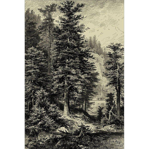Noble Fir White Modern Wood Framed Art Print by Heyn, Ernst