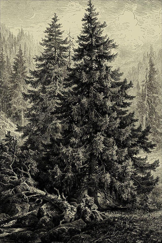 Spruce Pine White Modern Wood Framed Art Print with Double Matting by Heyn, Ernst