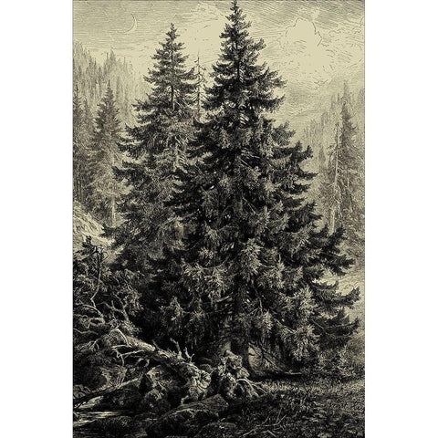 Spruce Pine Gold Ornate Wood Framed Art Print with Double Matting by Heyn, Ernst