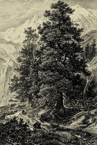 Arolla Pine White Modern Wood Framed Art Print with Double Matting by Heyn, Ernst
