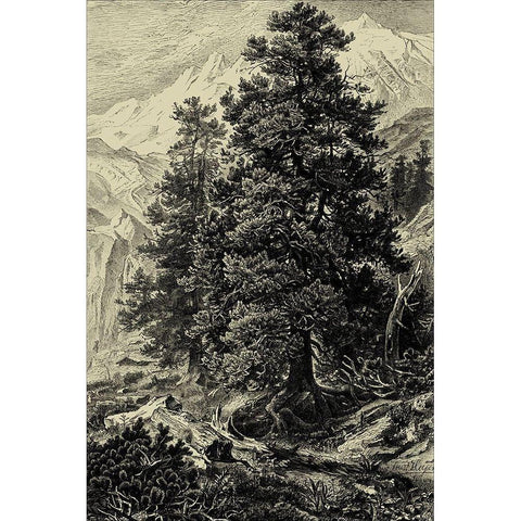 Arolla Pine Black Modern Wood Framed Art Print by Heyn, Ernst