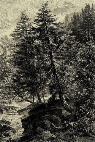 Larch Tree Black Ornate Wood Framed Art Print with Double Matting by Heyn, Ernst