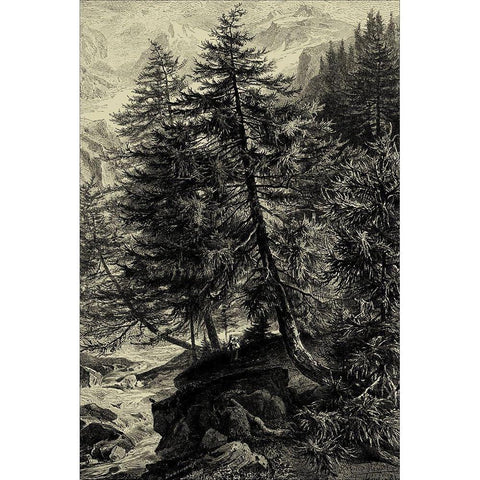 Larch Tree Black Modern Wood Framed Art Print by Heyn, Ernst
