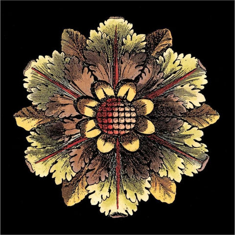 Rosette on Black I Black Modern Wood Framed Art Print with Double Matting by Antonini, Da Carlo