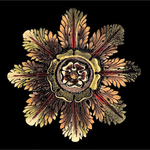 Rosette on Black II White Modern Wood Framed Art Print with Double Matting by Antonini, Da Carlo