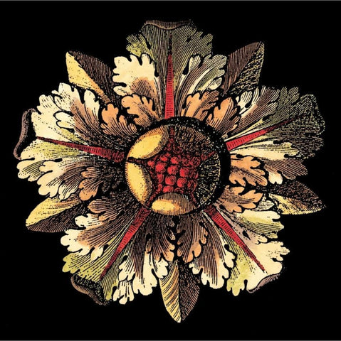 Rosette on Black III White Modern Wood Framed Art Print with Double Matting by Antonini, Da Carlo