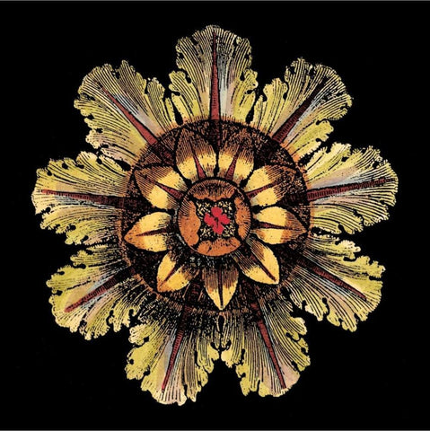 Rosette on Black IV Black Ornate Wood Framed Art Print with Double Matting by Antonini, Da Carlo